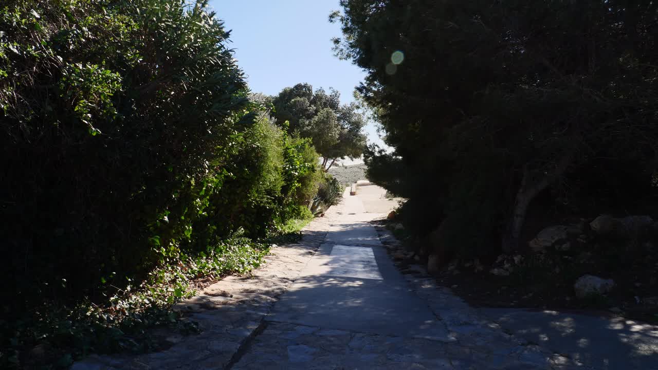 Sentiero solitario tra alberi che ondeggiano in un forte vento