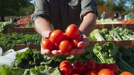 close-up of a farmer's hands holding fresh tomatoes at a market