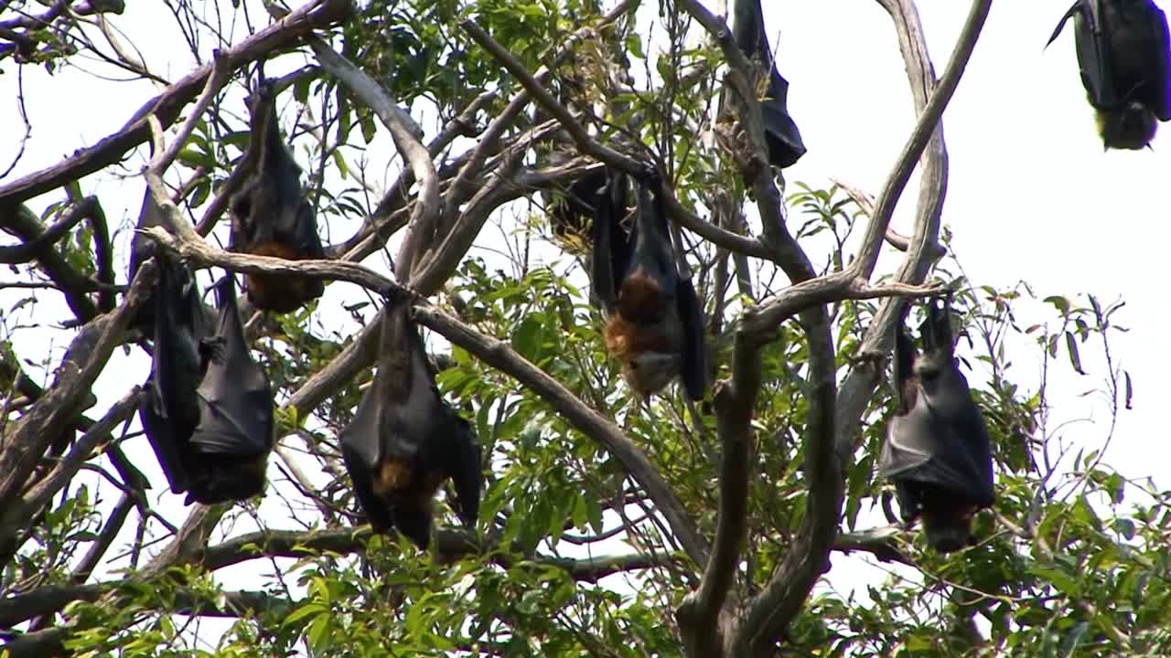 Colony of grey headed flying fox, Pteropus poliocephalus, fruit bats in Sydney, Australia