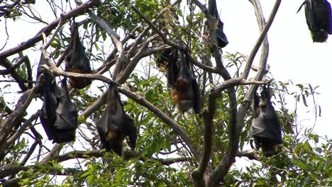 colony of grey headed flying fox, pteropus poliocephalus, fruit bats in sydney, australia