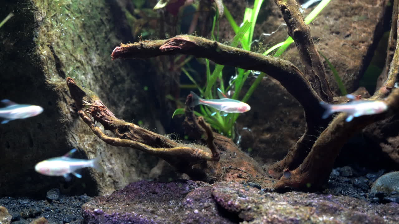 un banco de peces albinos se reúne alrededor de rocas y maderas sumergidas