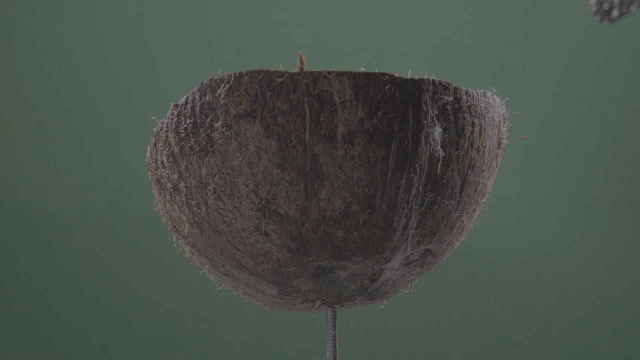 크로마 키를 위해 녹색 화면에 루프와 함께 코코 회전