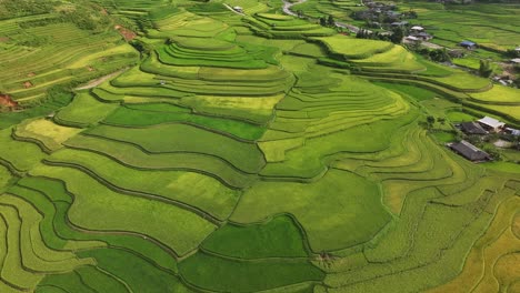 aerial view of terrace rice field in mu cang chai district, vietnam