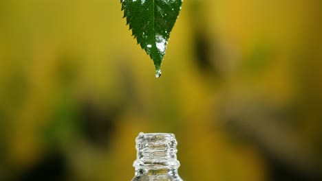 droplet of water from leaf to bottle
