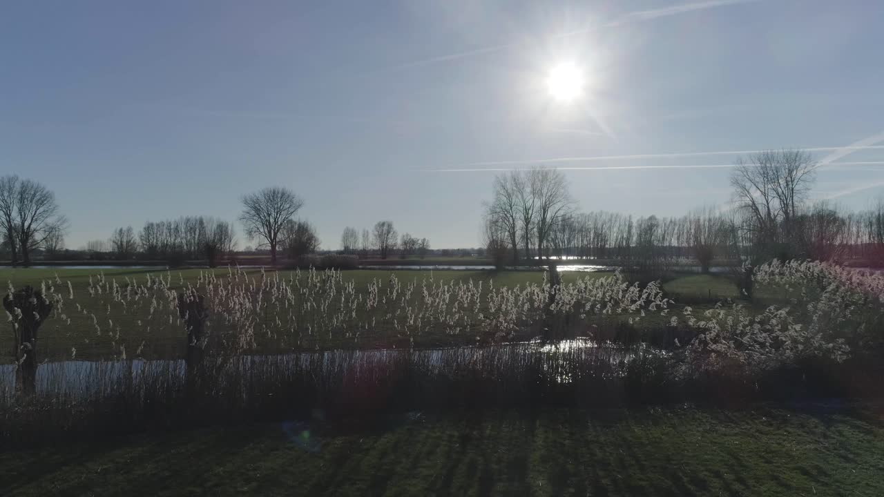 농장과 강 옆에 있는 갈대의 느린 샷