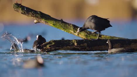 Territorial-Common-coot-showing-dominance-towards-another---low-angle-static-shot