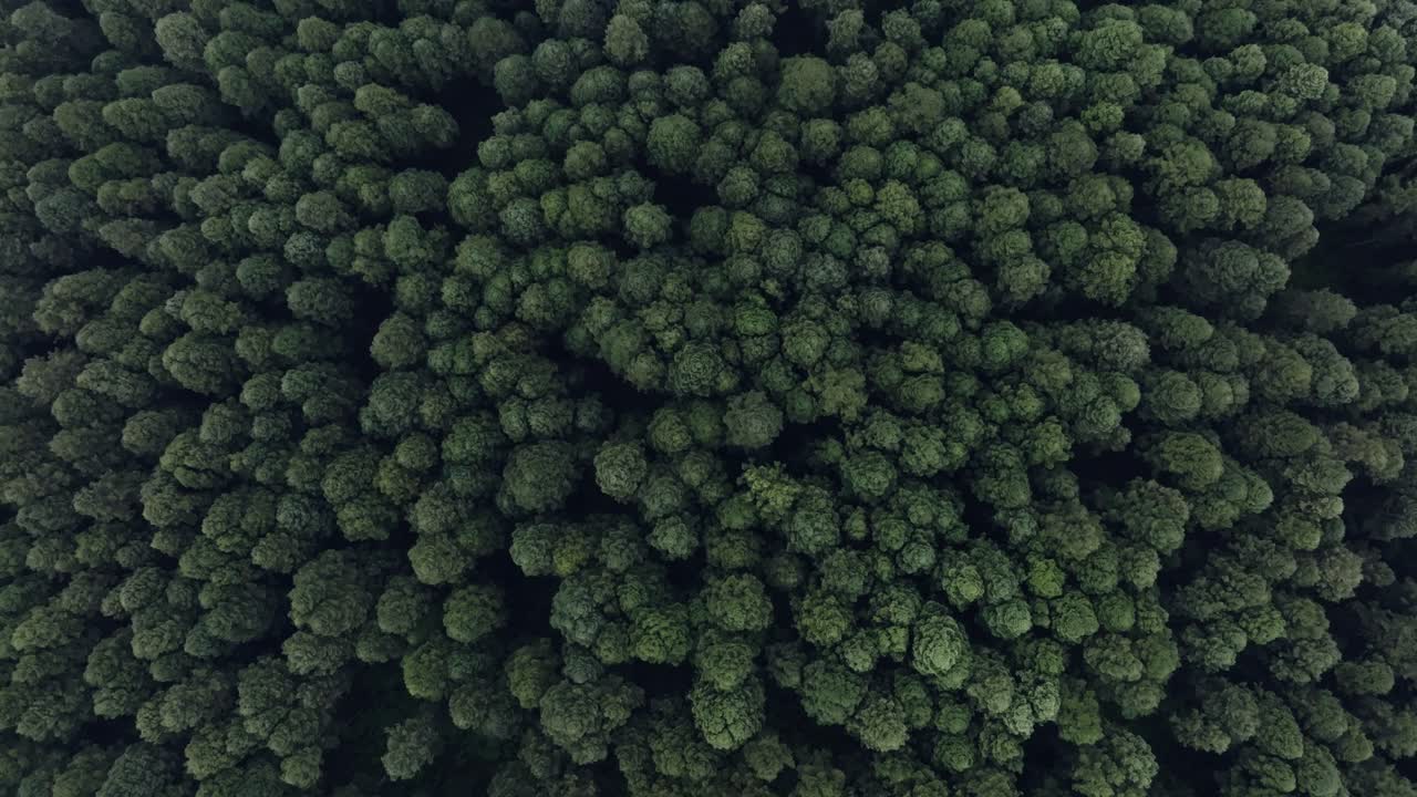 Aerial View of a Dense Forest