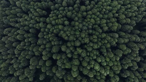 aerial view of a dense forest
