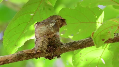 javan frogmouth, batrachostomus javensis