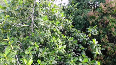 ulu o árbol frutal de pan en el dosel de una jungla hawaiana