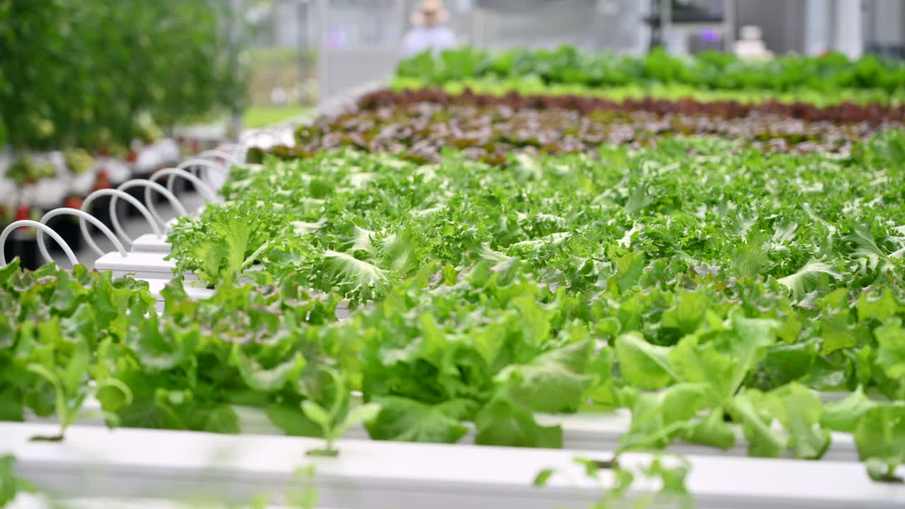 Diverse lettuce grown with the Hydroponic method in a greenhouse