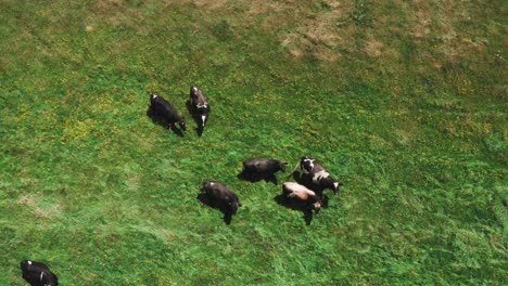 cows standing in lush green field on ranch swapping flies with tail, top down aerial