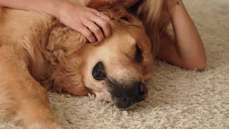 golden retriever dog and female owner gentle woman.