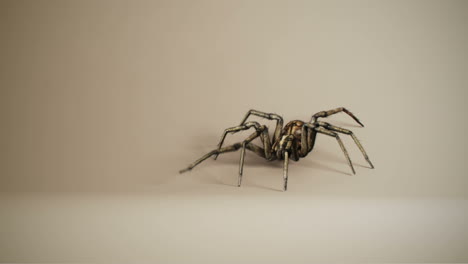 3d-animation-of-a-big-venomous-spider-crawling-across-the-white-wall.-Spooky-dangerous-tarantula.-Perfect-for-any-zoological-or-wildlife-related-purposes.-Include-an-alpha-channel.