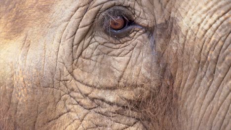 Elephants-of-Thailand