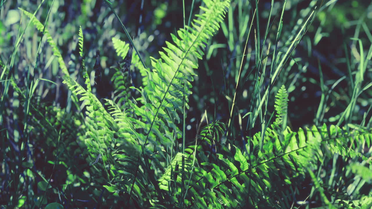 Lush green ferns thriving in dappled sunlight of a serene forest