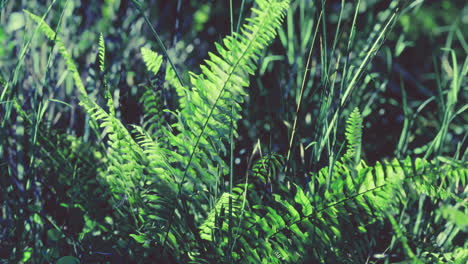 lush green ferns thriving in dappled sunlight of a serene forest