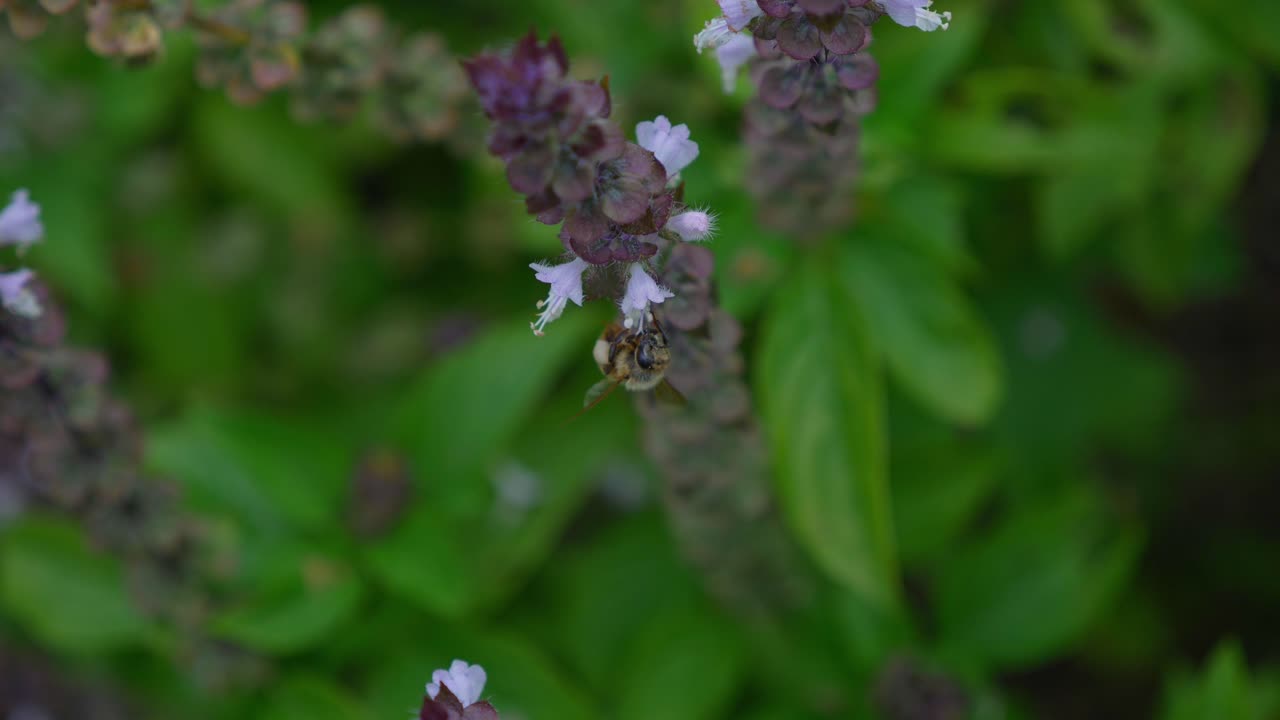 abeja australiana poliniza las flores de albahaca en flor