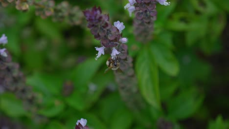 Australian-Bee-Pollinate-On-Blooming-Basil-Flowers