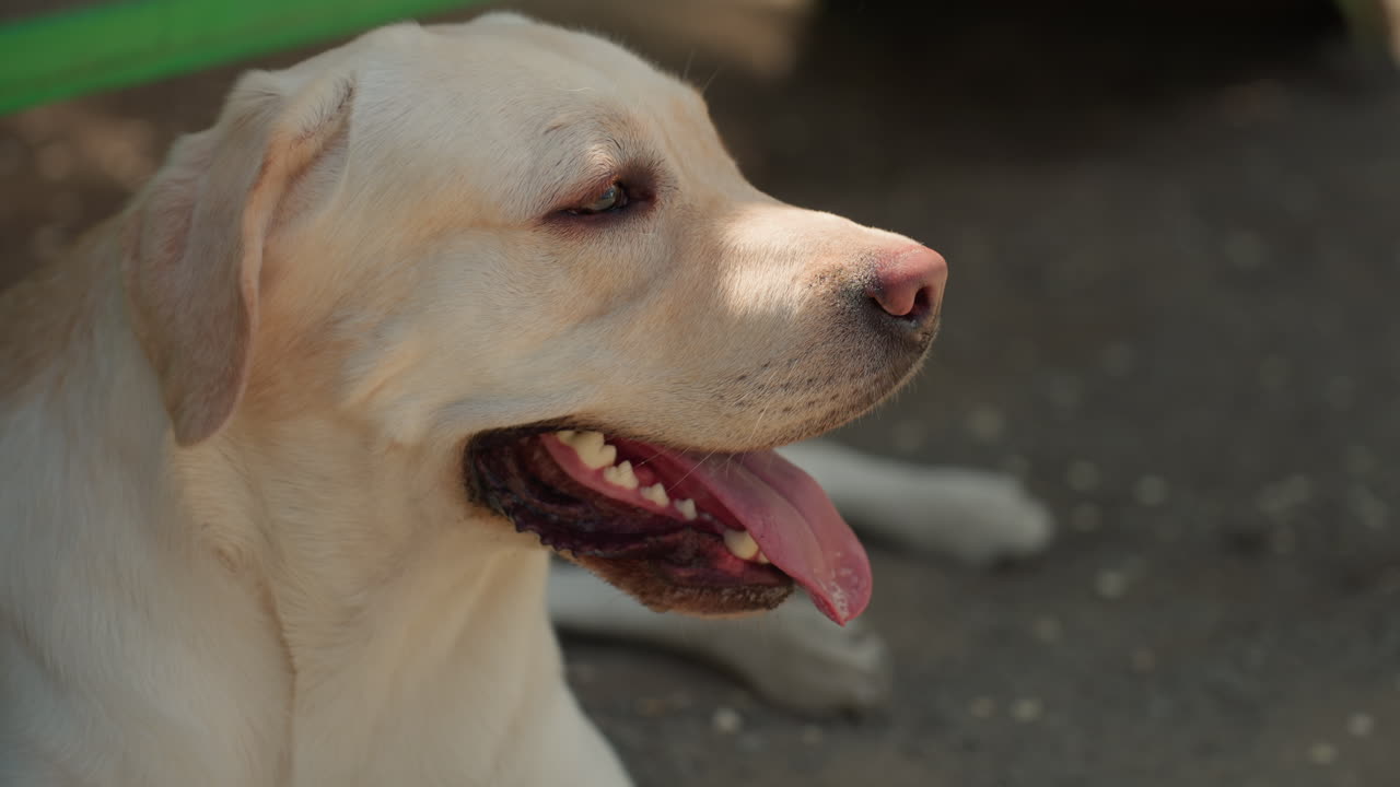 평온한 야외 강아지, 햇볕 아래 평화롭게 쉬고 있는 래브라도, 야외 햇볕을 차분하게 쬐며 평화롭게 휴식을 취하는 개, 야외 환경의 평온함을 평화롭게 즐기는 편안하고 고요한 개