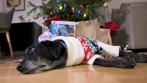 a black senior labrador dog wearing a christmas-themed sweater as it lies on the ground next to a decorated christmas tree and gifts