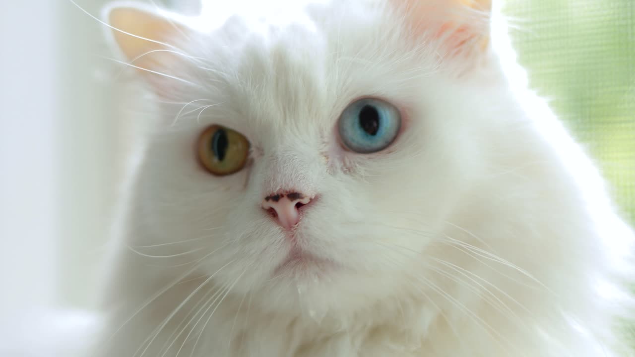 un gato doméstico con heterocromía completa. un gato blanco con ojos de diferentes colores está sentado junto a la ventana.