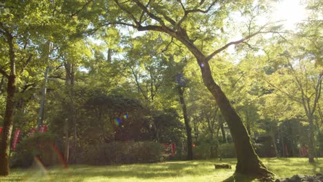 Beautiful-Japanese-garden-with-sun-flare-through-the-tall-trees-in-the-background-in-Kyoto,-Japan-soft-lighting-4K