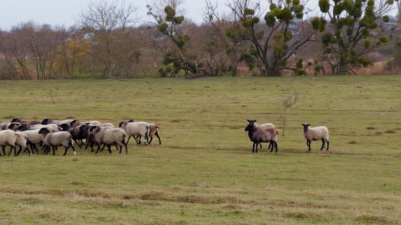 Grey and brown sheep running by the pasture in autumn. Bare trees and houses at backdrop.