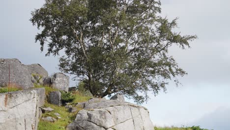 Ein-Solitärbaum-Mit-Ausladender-Krone-Am-Felsvorsprung