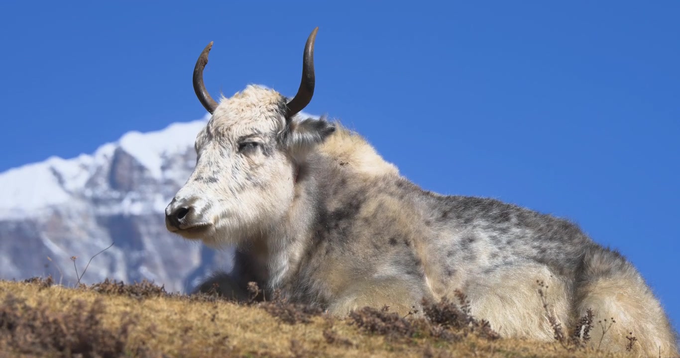 Syangboche, Nepal, Everestin alue, staattinen lähikuva pitkäkarvaisesta kotijakista makaamassa ruohoisella kukkulanharjanteella lumihuippuisen Mount Everestin alla taustalla.