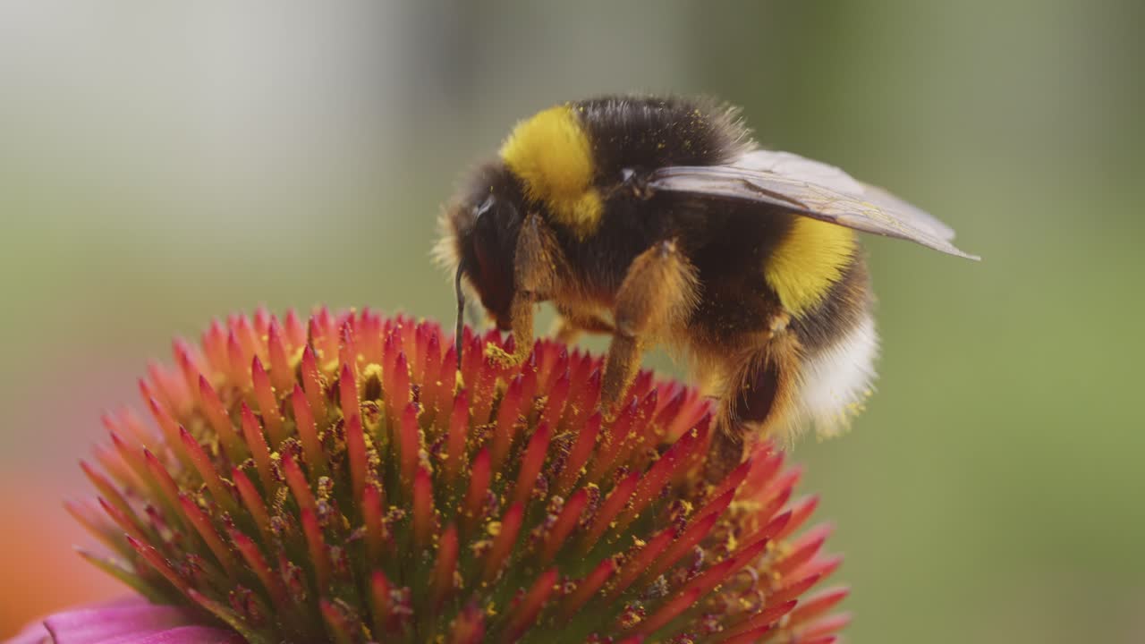Macro of a honey bee on a echinacea purple coneflower.