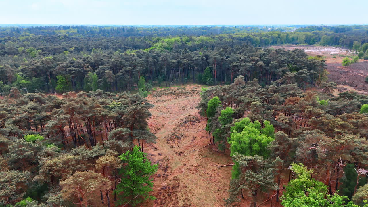 Dutch nature's stunning beauty. Lush forests and scenic nature dominate the landscape in the Netherlands, showcasing rich greenery and open spaces