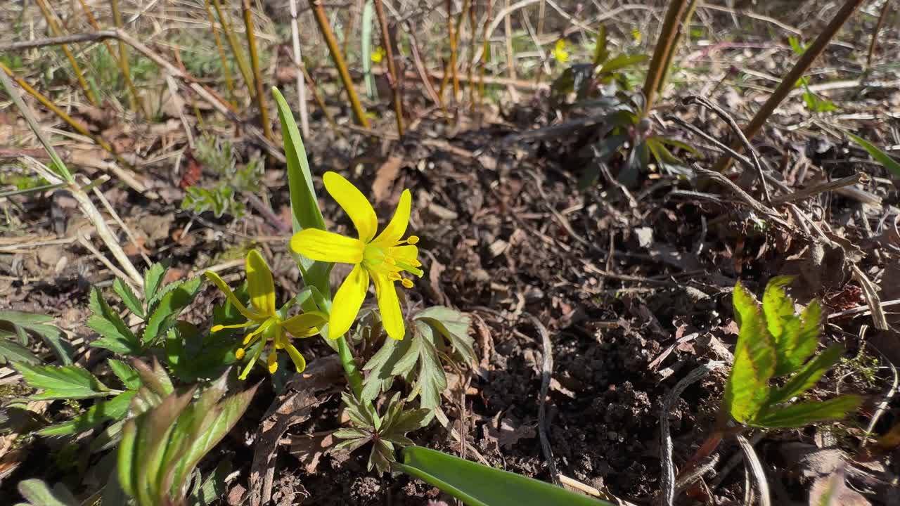 Gagea lutea, known as the yellow star-of-Bethlehem flower in the wild. Saaremaa, Estonia.