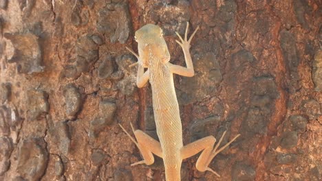 lagarto en el árbol esperando comida