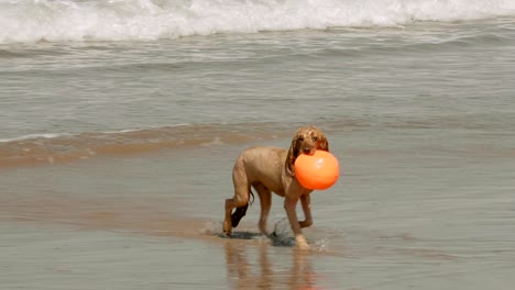 wet dog fetches ball from the sea