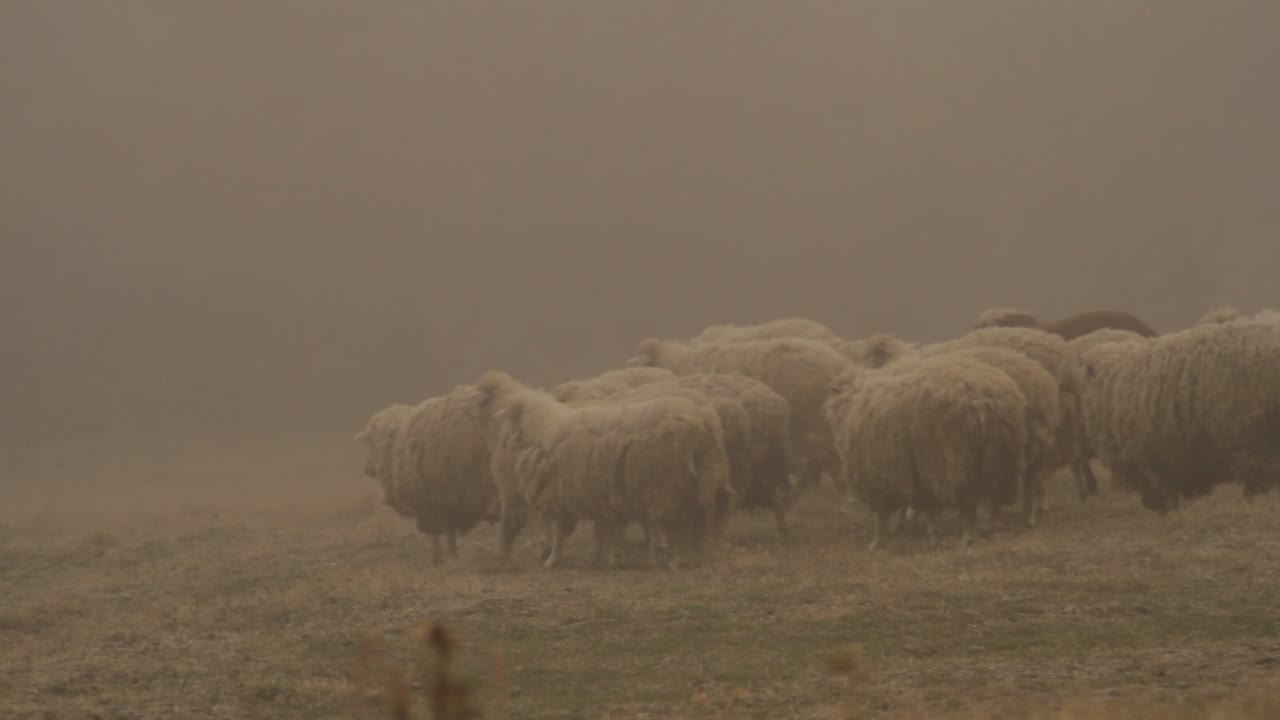 ovejas en un campo de niebla