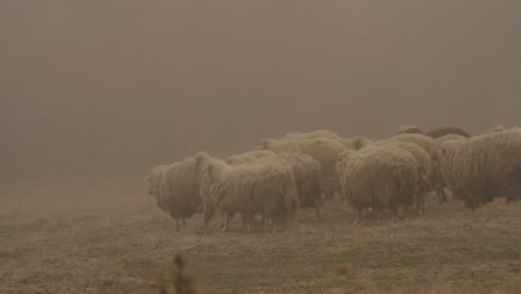 sheep in a foggy field