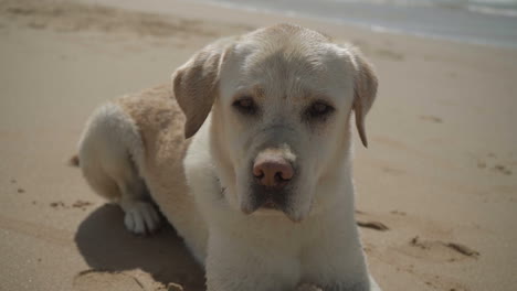 funny adult labrador lying on sandy beach.