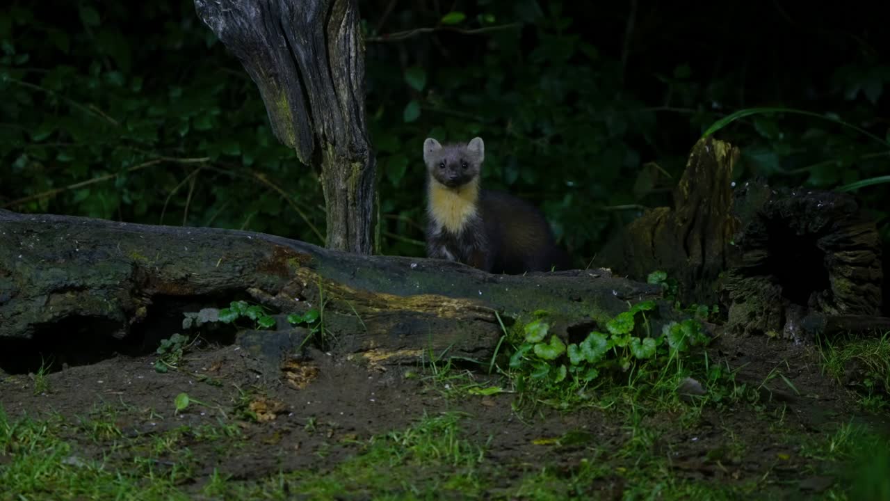 A pine marten standing near forest clearing in slow motion in Drenthe, Netherlands