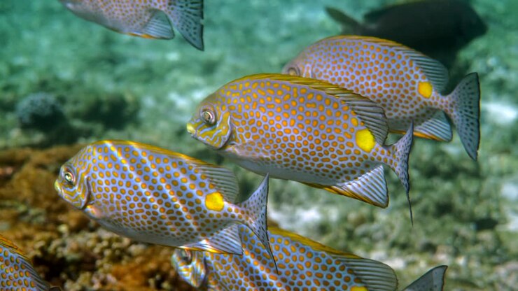 Underwater video of golden rabbitfish or Siganus guttatus school in coral reef of Thailand. Snorkeling or dive activities. Underwater reef. Sea and ocean deep wildlife. Undersea nature.