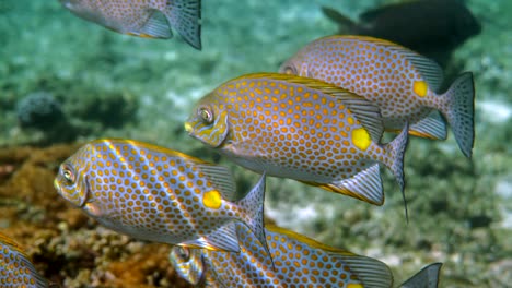 underwater video of golden rabbitfish or siganus guttatus school in coral reef of thailand. snorkeling or dive activities. underwater reef. sea and ocean deep wildlife. undersea nature.