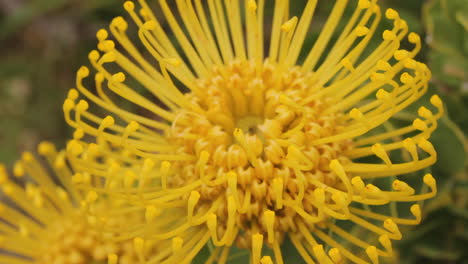 Proteas-De-Sudáfrica,-Cabo-Occidental