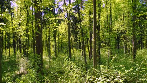 Flying-between-the-trees-in-the-spring-forest.