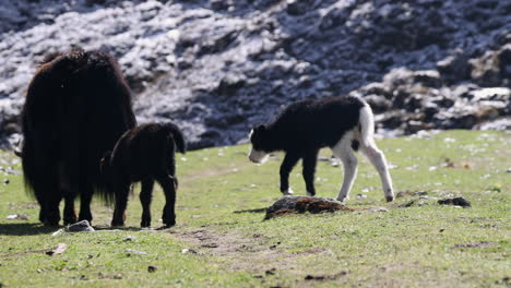 Two-small-baby-yaks-walking-in-the-sun-on-a-small-patch-of-grass-on-a-mountain-in-Nepal