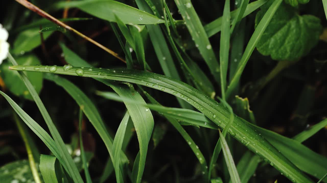 el movimiento panorámico de la cámara izquierda muestra una perspectiva macro de los pastos altos en primavera