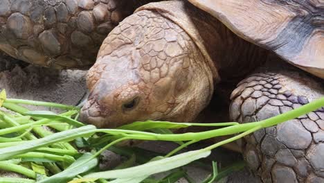 tortuga gigante comiendo hierba.