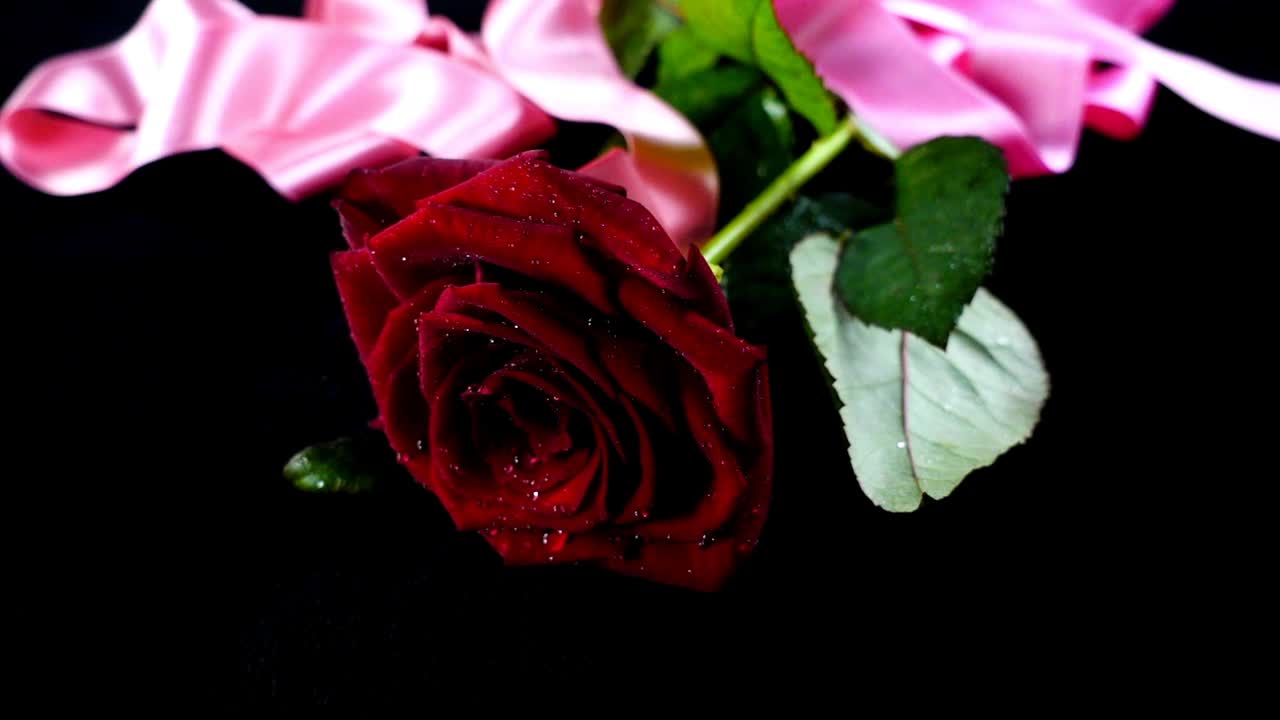 Il nastro di raso cade su una rosa. Rallentatore