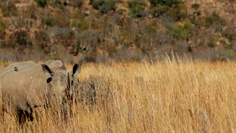 white rhinoceros bull with valuable large horn stands in tall dry grass field