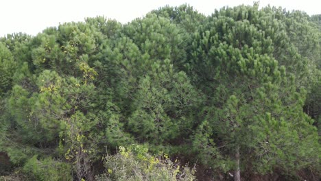 bosque naturaleza arboles 1