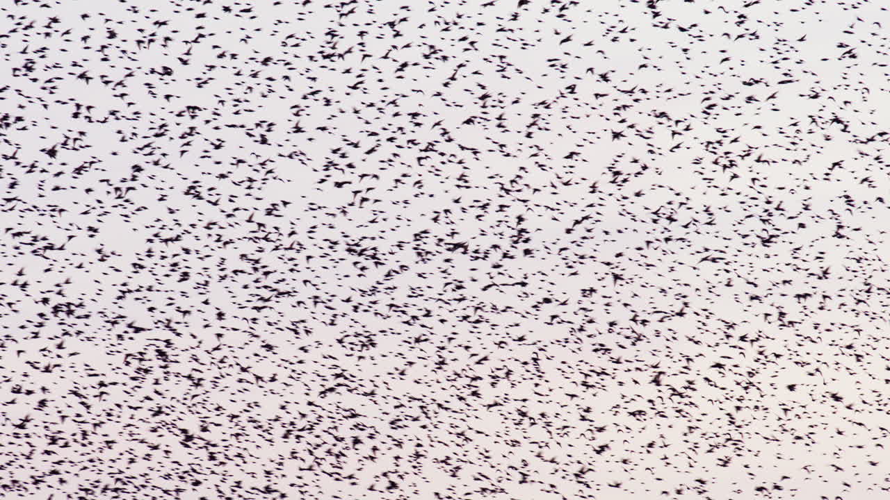 Starlings migrating en masse and flocking together in big swarms in Dutch sky